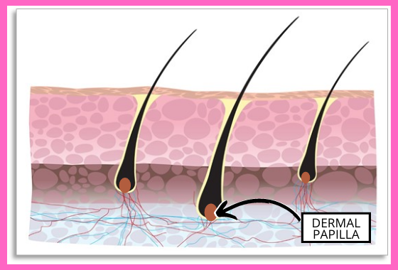 prenatal vitamins in shampoo for hair growth won't reach the Dermal Papilla