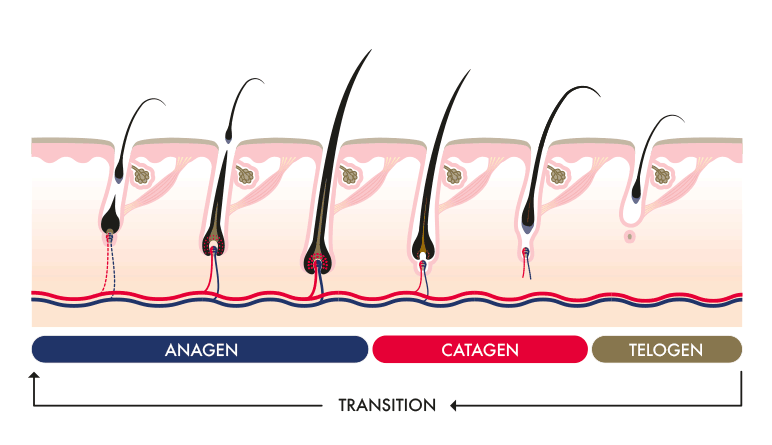 Anagen-catagen-telogen-growth-phase-how-it-works-hair-cycle