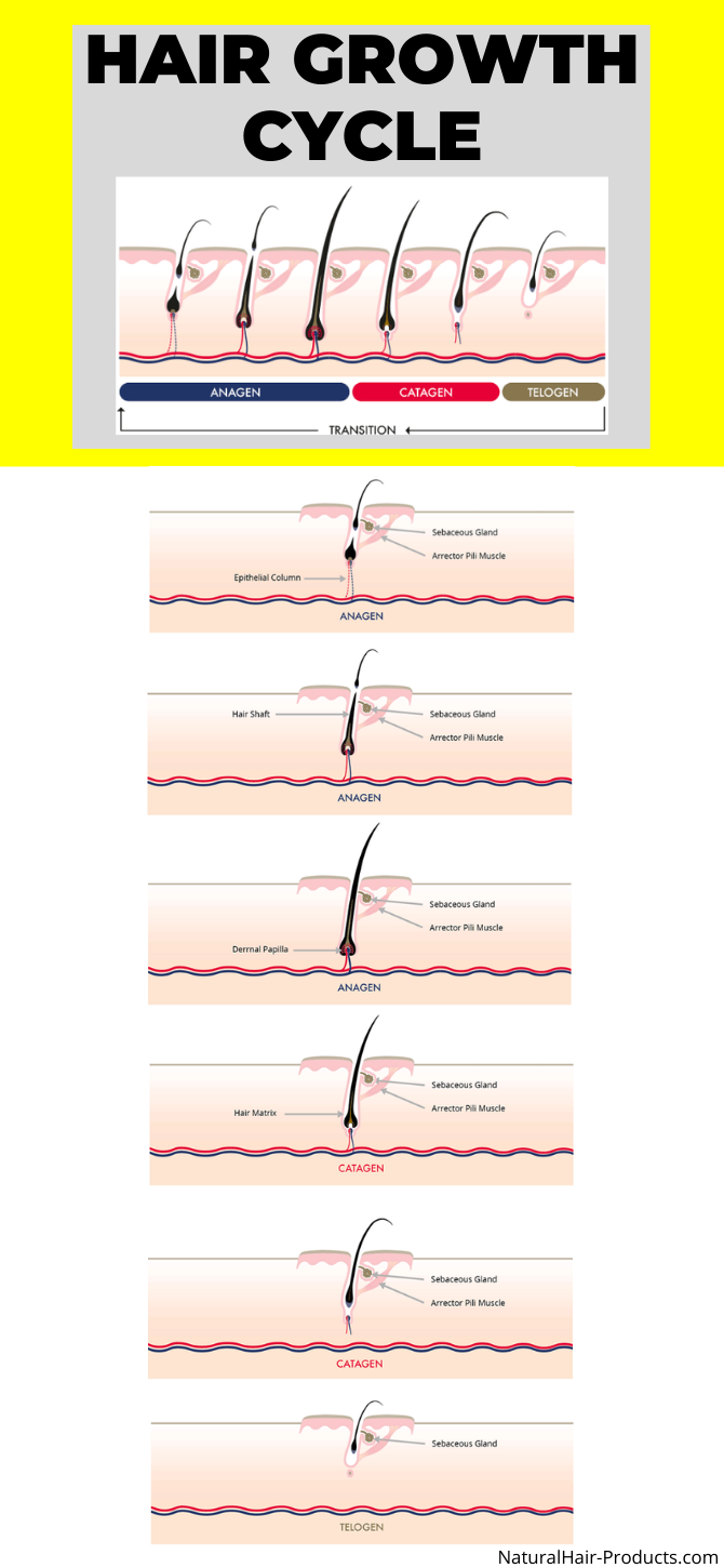 Hair loss  why it happens  Ices Secret Malaysia