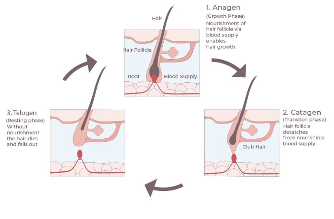 hair growth cycle phases fast