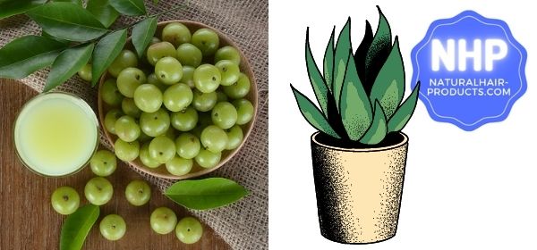 Aloe Vera & Amla DIY: Semi-Daily Hair Growth Treatment Recipe