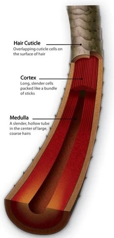 4b hair cuticle cortex medulla