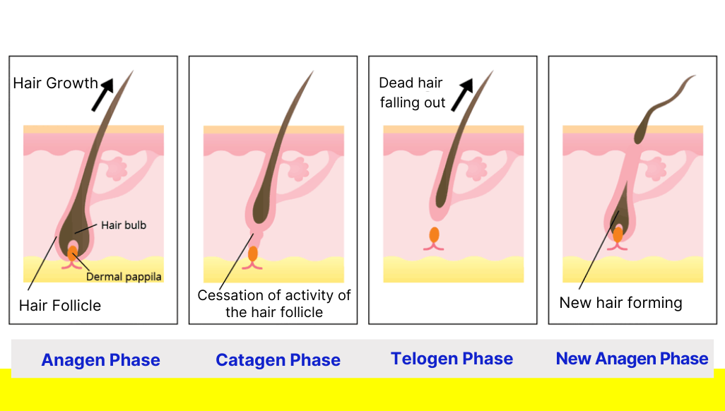hair growth cycle anagen, catagen, telogen phase, new anagen phase