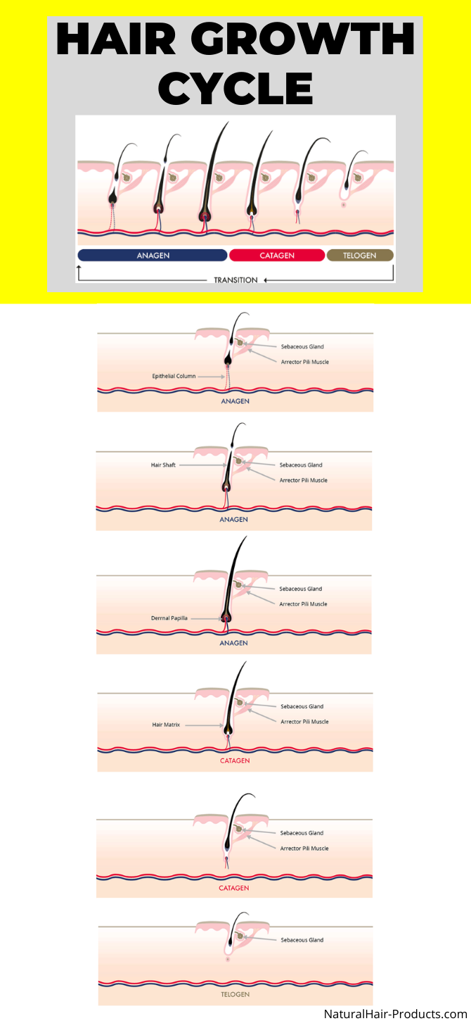 hair growth cycle anagen catagen telogen exogen