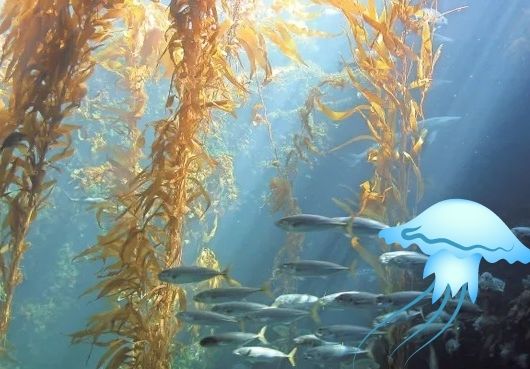 Irish sea moss for hair growth underwater in the ocean